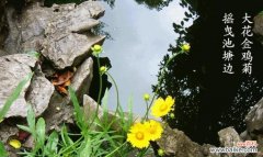 金鸡菊代表什么？金鸡菊花语有哪些含义？