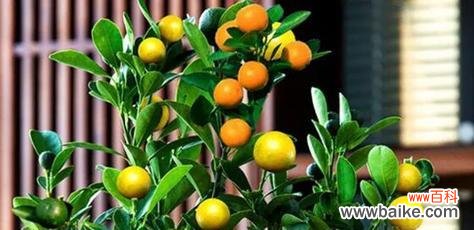 金桔树的风水寓意是什么?如何正确摆放以招财进宝?
