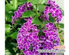 金露花的花语是什么？它的寓意有哪些常见问题？