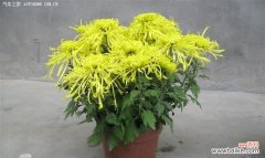 金丝菊花语代表什么意思？如何正确解读金丝菊的花语含义？