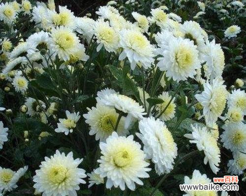 金丝菊花语代表什么意思?如何正确解读金丝菊的花语含义?