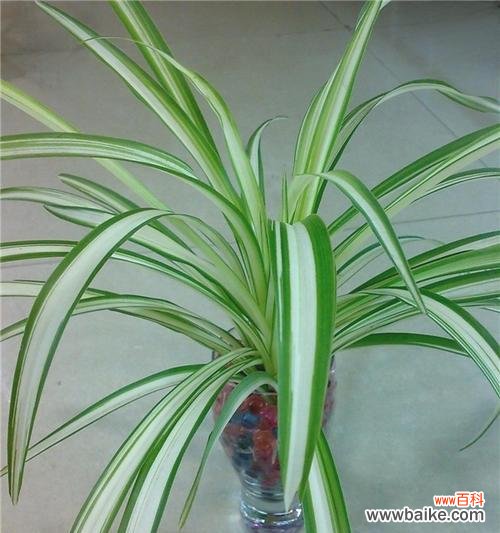 金心吊兰开花吗?如果开花,它的寓意是什么?