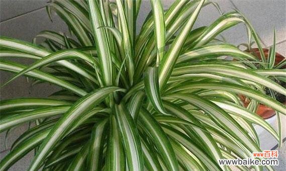 金心吊兰开花吗?如果开花,它的寓意是什么?