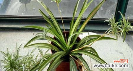 金心吊兰开花吗?如果开花,它的寓意是什么?