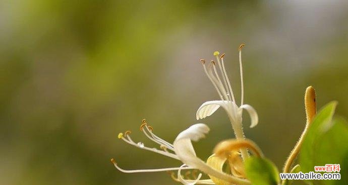 金银花的花语是什么?金银花寓意代表什么含义?