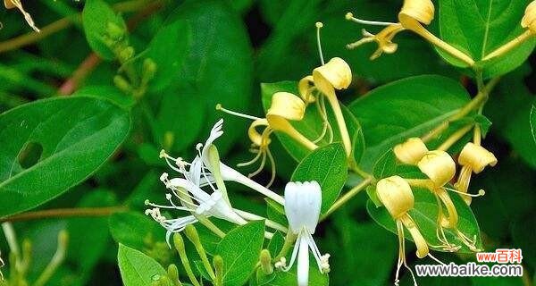 金银花的花语是什么?金银花寓意代表什么含义?