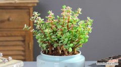 金枝玉叶的寓意和象征风水是什么？如何在家居中应用？