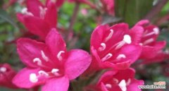 锦带花的花语是什么？它寓意着什么？