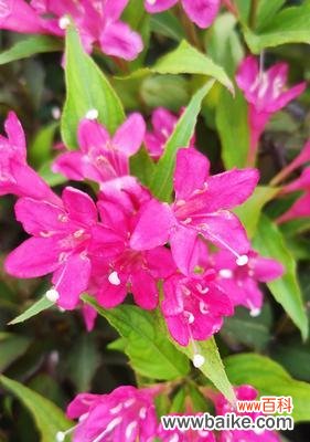 锦带花的花语是什么？它寓意着什么？