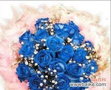 九朵蓝色妖姬代表什么含义？花语解读常见问题解答