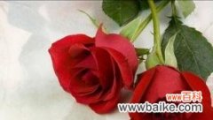 九朵玫瑰花代表什么？花语含义及送花建议是什么？