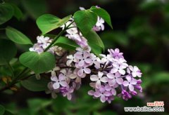 丁香花花语：惹人怜爱,忧愁思念