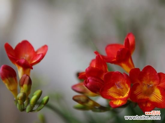 香雪兰百科：花色纯白如雪，花香清幽似兰