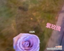 寓意深远的紫色鲜花 一朵紫玫瑰的意义