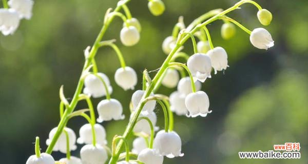 探秘芬芳之源,铃兰花的传说与花语 铃兰花的花语和传说
