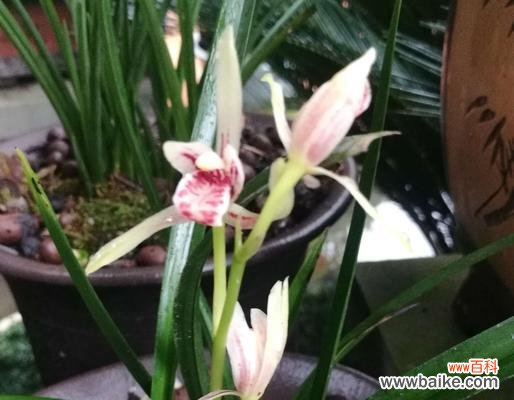 探秘兰草花的美丽寓意 兰草花的花语