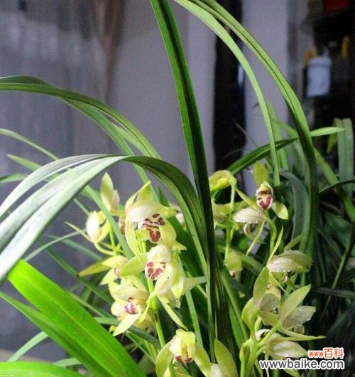 探秘兰草花的美丽寓意 兰草花的花语