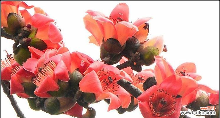 探索木棉花的神秘与美丽 木棉花花语与意义