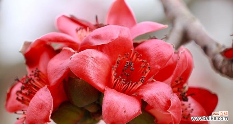 探索木棉花的神秘与美丽 木棉花花语与意义