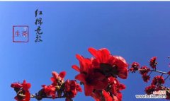 探索木棉花的神秘与美丽 木棉花花语与意义