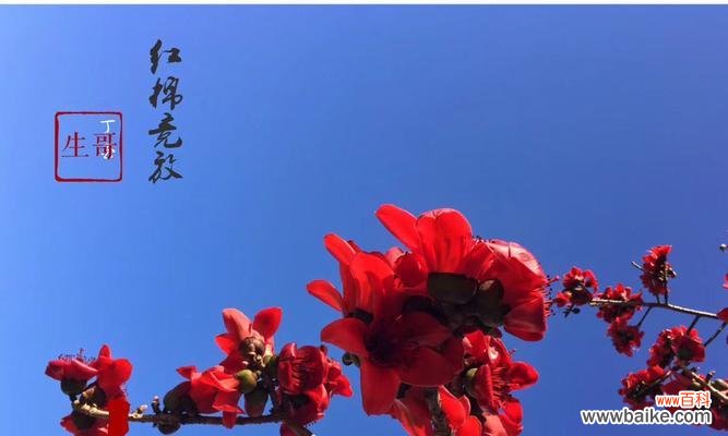 探索木棉花的神秘与美丽 木棉花花语与意义