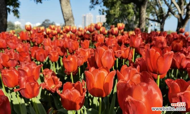 浪漫热烈的爱情之花 红色郁金香的花语