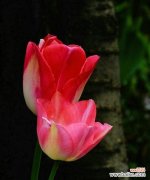 浪漫热烈的爱情之花 红色郁金香的花语