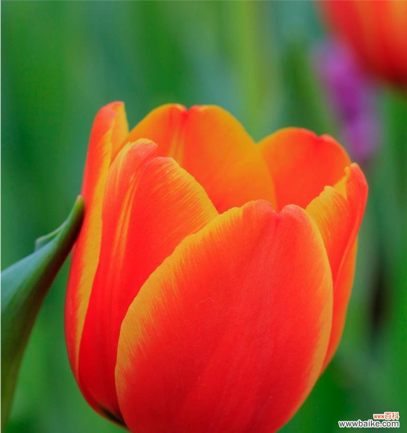 浪漫热烈的爱情之花 红色郁金香的花语