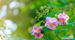 揭秘秋季花卉花语，了解花草背后的含义 揭秘秋季花卉花语，了解花草背后的含义