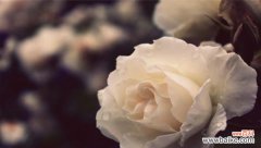 探秘白玫瑰花语与文化 白玫瑰的含义