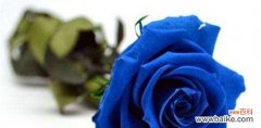 从爱情到友情，探究不同颜色玫瑰的寓意 深入了解玫瑰花语
