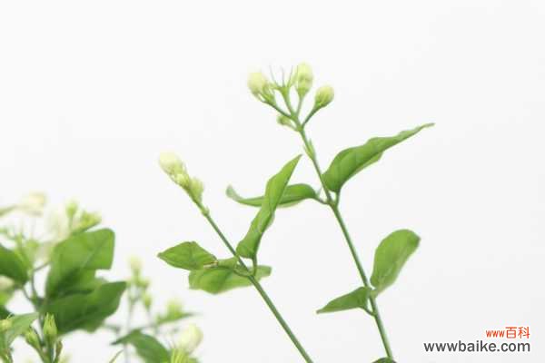 茉莉花冬天叶子掉光了还能活吗