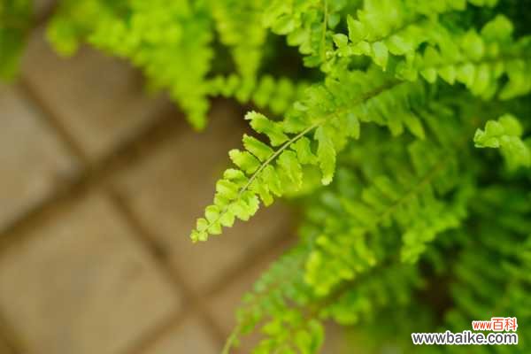 波斯顿蕨叶子发黄怎么办