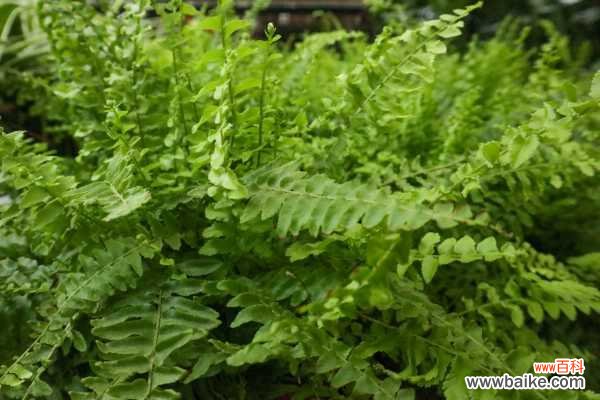 波斯顿蕨叶子发黄怎么办
