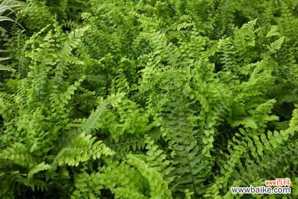 波斯顿蕨叶子发黄怎么办