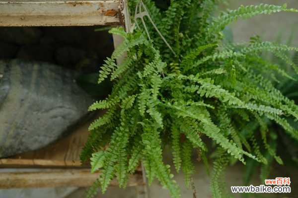 波斯顿蕨叶子发黄怎么办