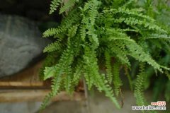 波斯顿蕨叶子发黄怎么办