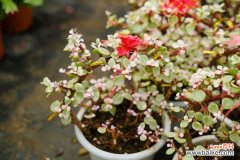 雅乐之舞叶子上的斑锦褪色怎么办