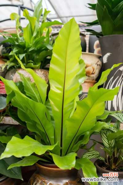 鸟巢蕨叶子发黄怎么处理