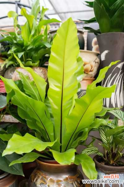 鸟巢蕨叶子发黄怎么处理