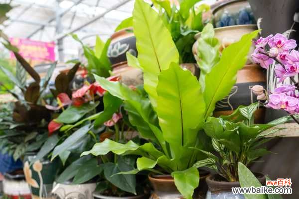 鸟巢蕨叶子发黄怎么处理