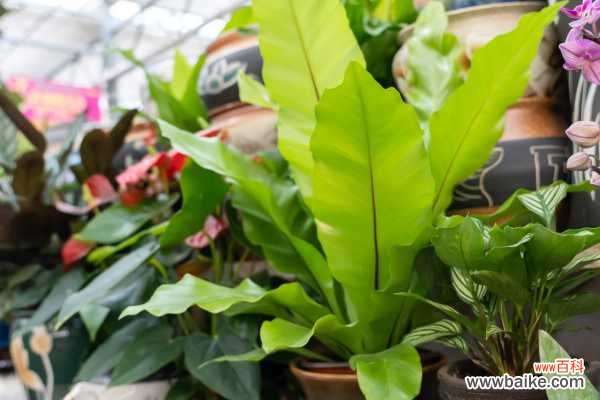 鸟巢蕨叶子发黄怎么处理