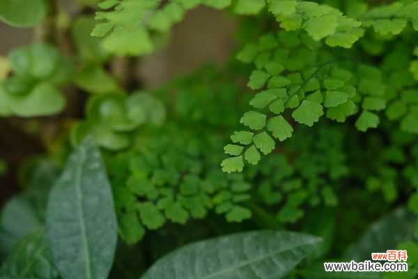 铁线蕨叶子干了怎么办