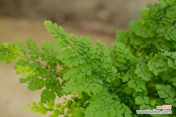 铁线蕨叶子干了怎么办