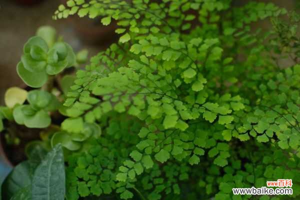 铁线蕨叶子干了怎么办