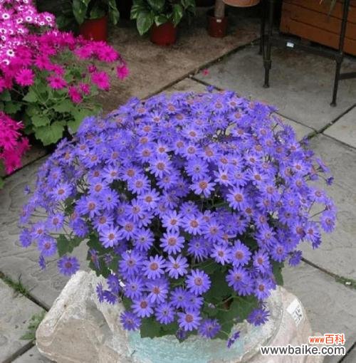 瓜叶菊的花语及其象征意义 瓜叶菊的花语