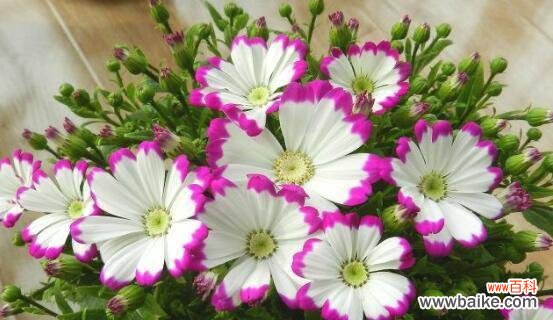 瓜叶菊的花语及其象征意义 瓜叶菊的花语