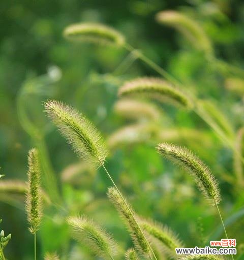 揭示狗尾巴草所传递的丰富情感与心灵启迪 狗尾巴草的花语及其深层寓意