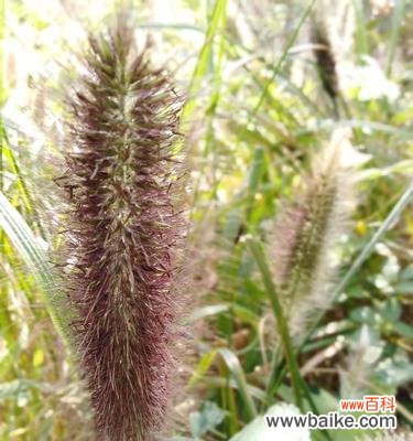 揭示狗尾巴草所传递的丰富情感与心灵启迪 狗尾巴草的花语及其深层寓意