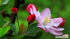 盛开如梦 海棠花语